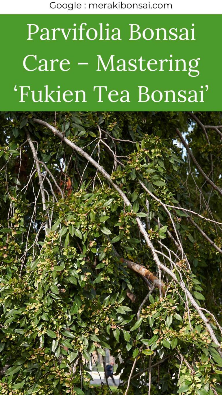 Parvifolia Bonsai Care - Mastering 'Fukien Tea Bonsai'