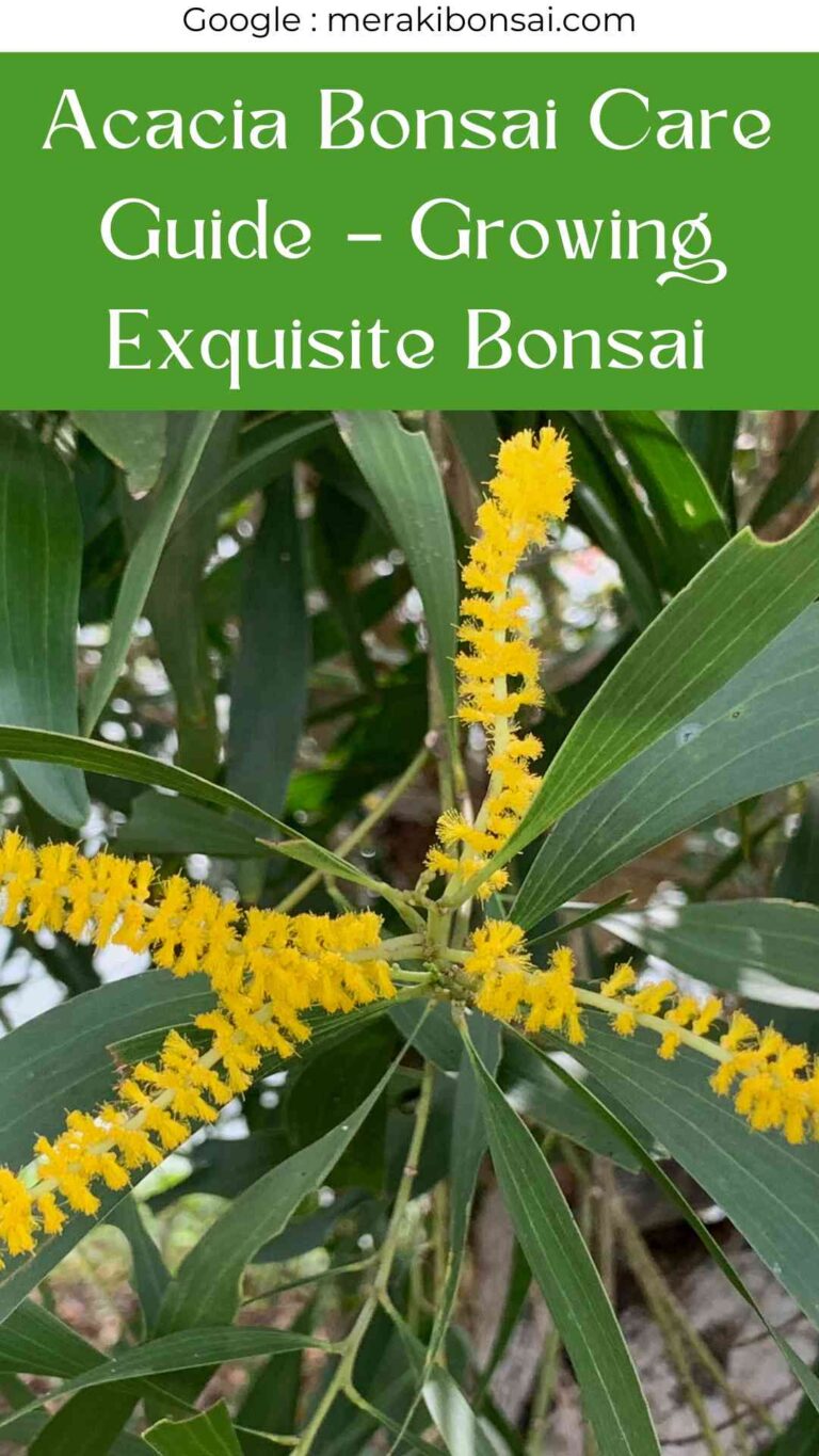 Acacia Bonsai Care Guide - Growing Exquisite Bonsai