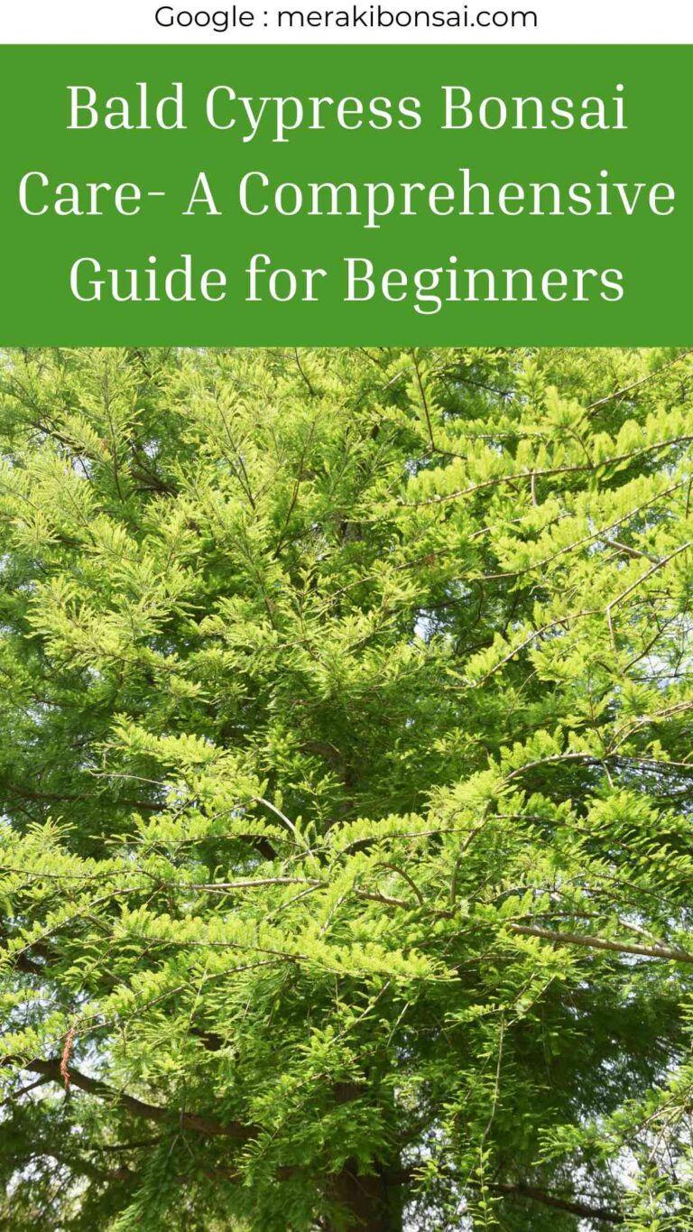 Bald Cypress Bonsai Care- A Comprehensive Guide for Beginners