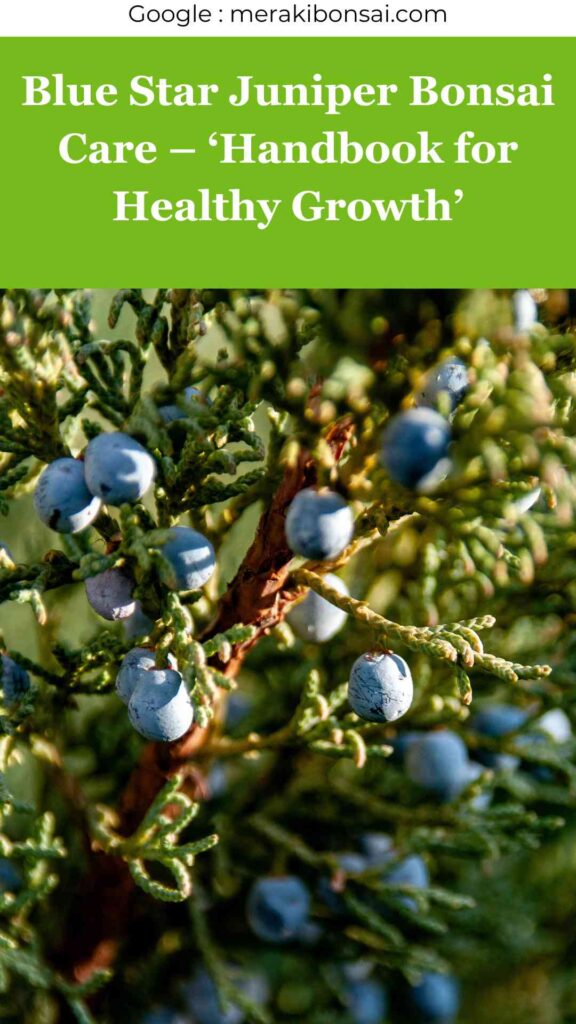 Blue Star Juniper Bonsai Care - 'Handbook for Healthy Growth'