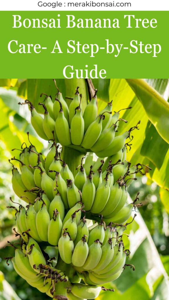 Bonsai Banana Tree Care- A Step-by-Step Guide