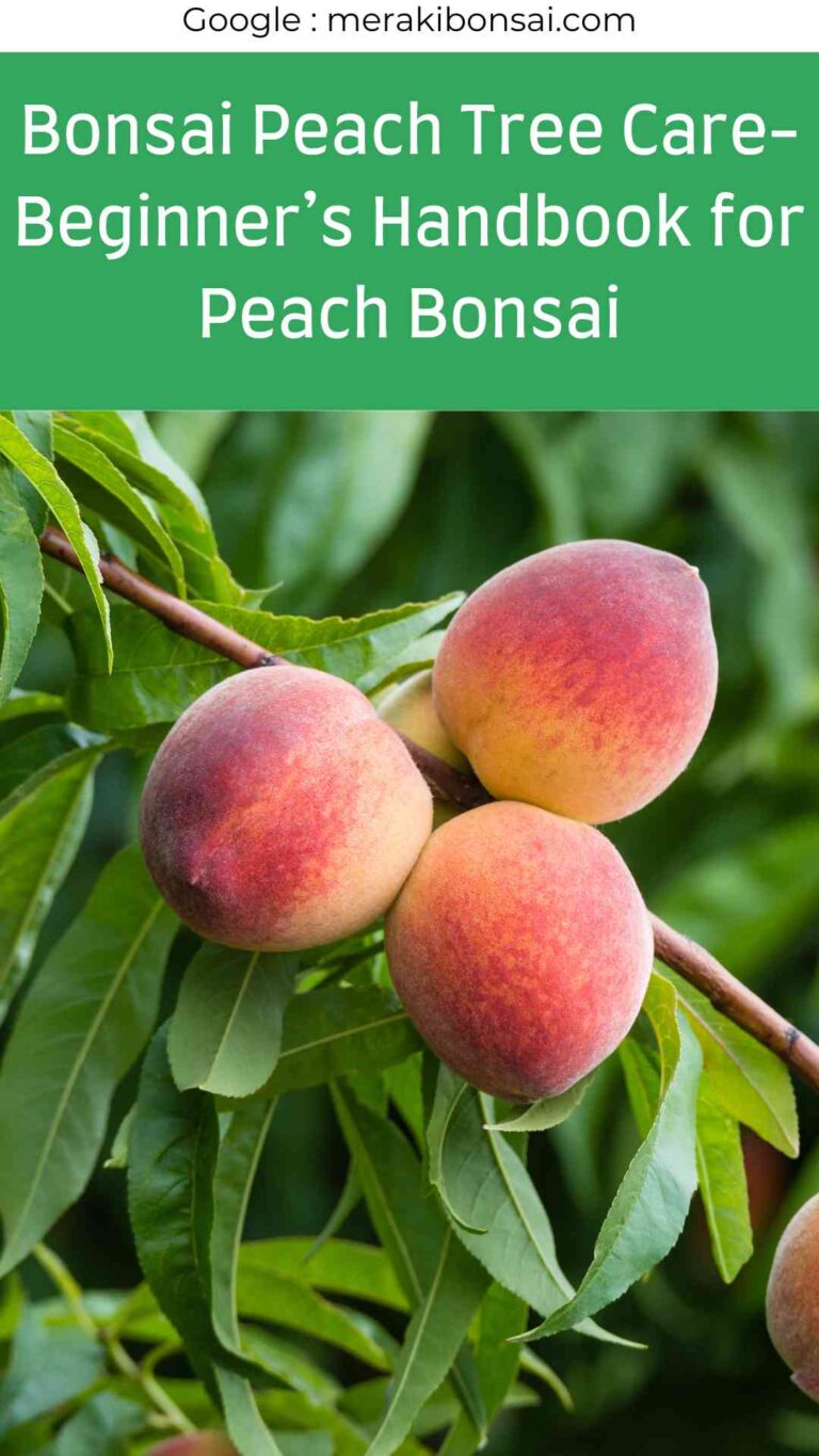 Bonsai Peach Tree Care- Beginner's Handbook for Peach Bonsai