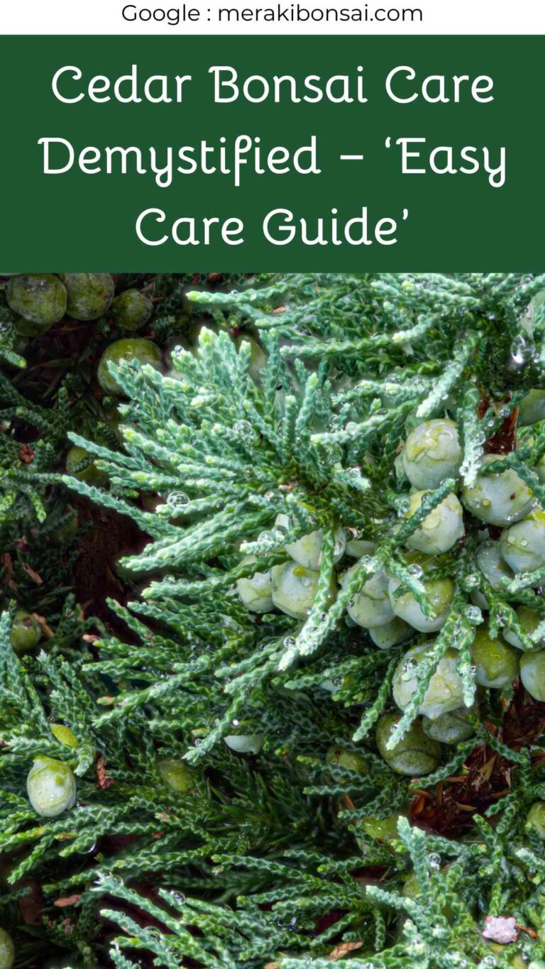 Cedar Bonsai Care Demystified - 'Easy Care Guide'