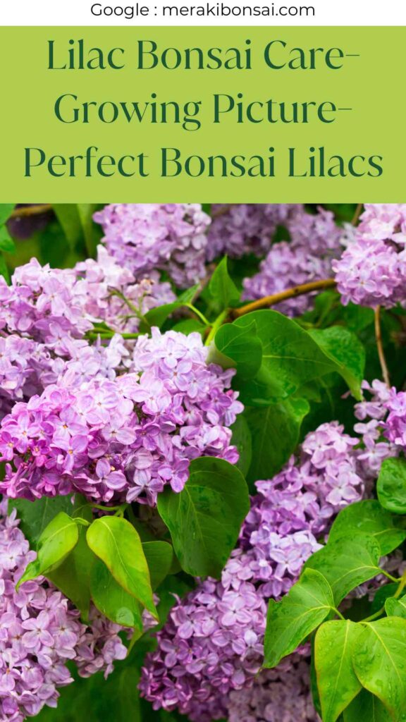 Lilac Bonsai Care- Growing Picture-Perfect Bonsai Lilacs