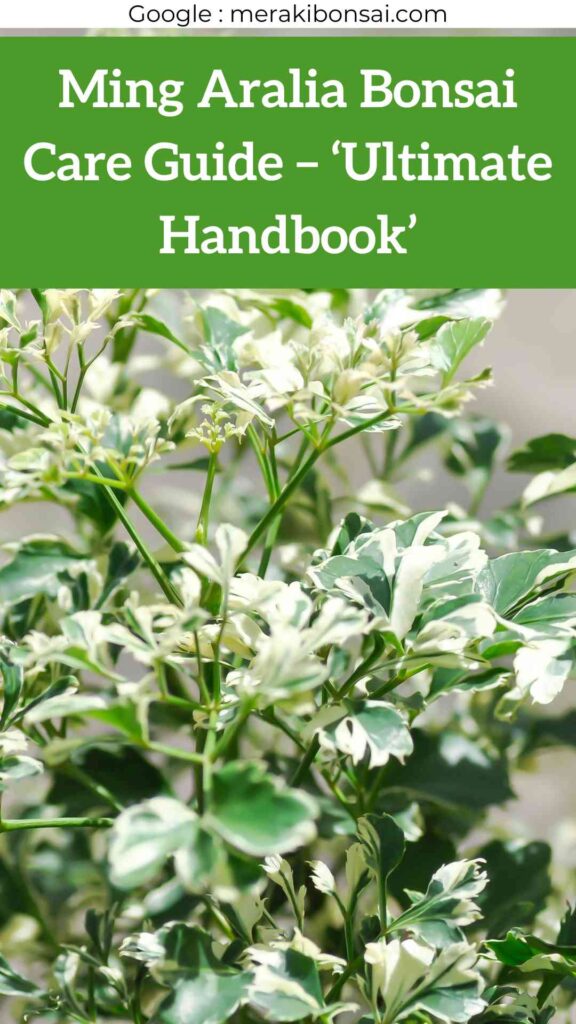 Ming Aralia Bonsai Care Guide - 'Ultimate Handbook'