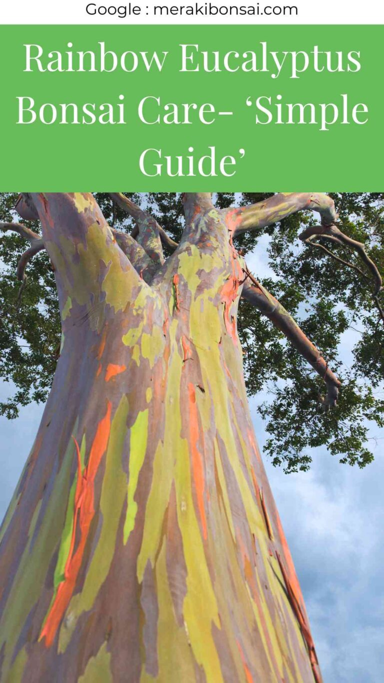 Rainbow Eucalyptus Bonsai Care- 'Simple Guide'