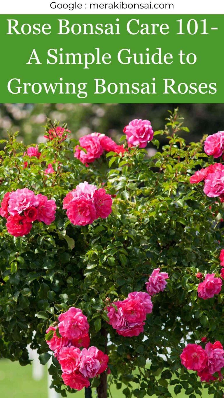 Rose Bonsai Care 101- A Simple Guide to Growing Bonsai Roses