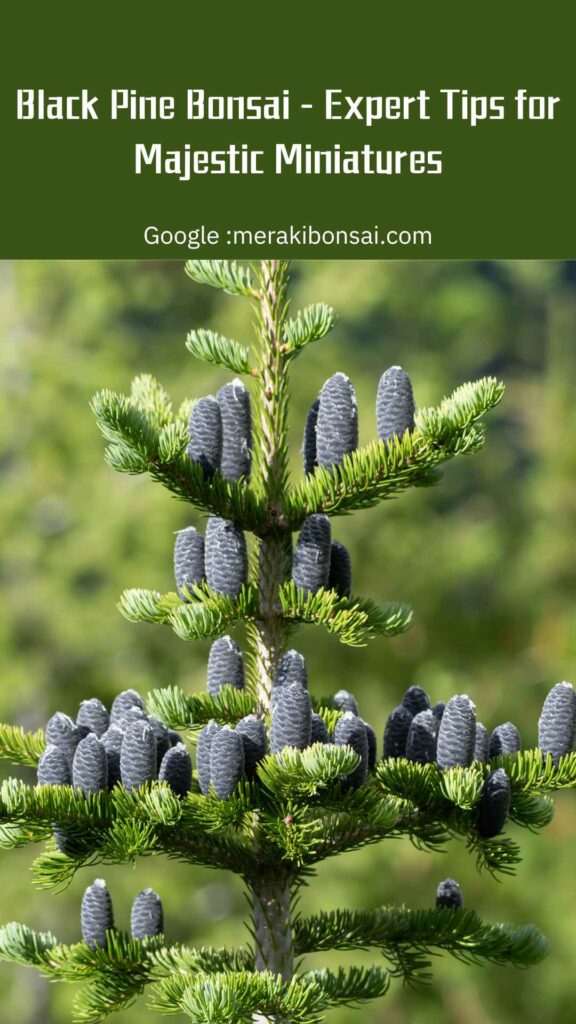 Black Pine Bonsai - Expert Tips for Majestic Miniatures