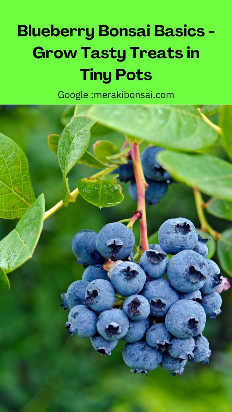 Blueberry Bonsai Basics - Grow Tasty Treats in Tiny Pots