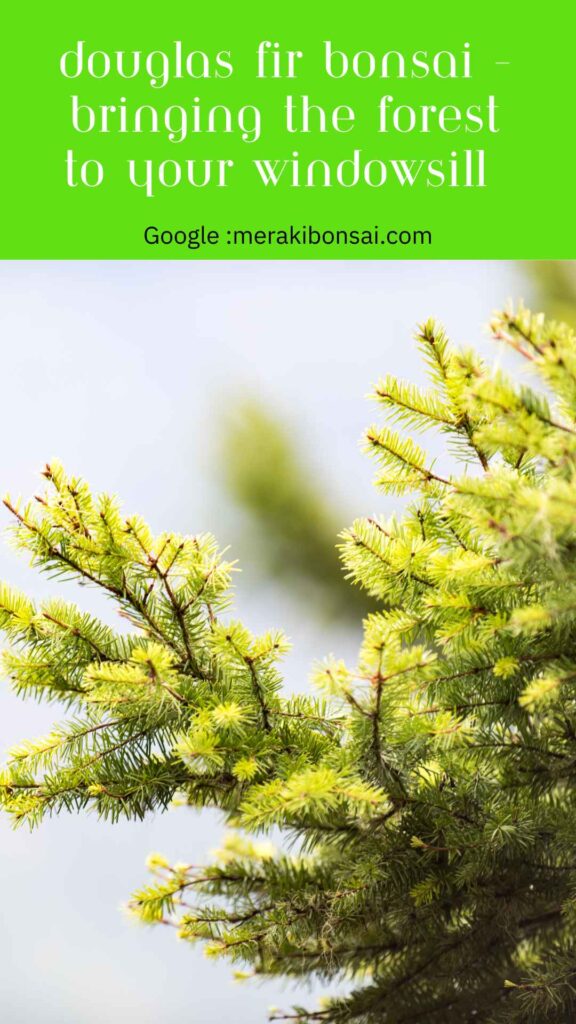 Douglas Fir Bonsai - Bringing the Forest to Your Windowsill