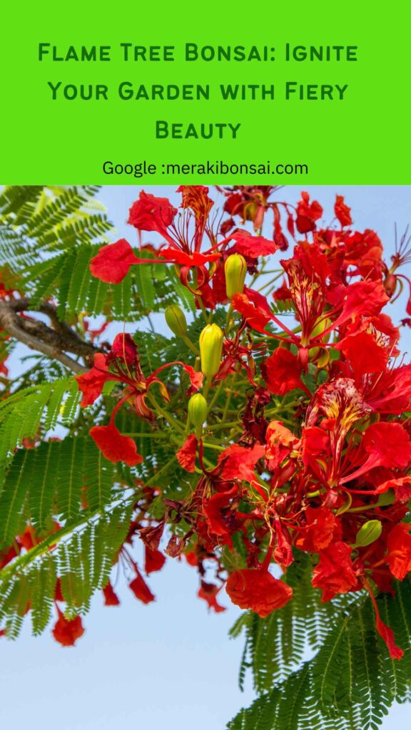 Flame Tree Bonsai - Ignite Your Garden with Fiery Beauty