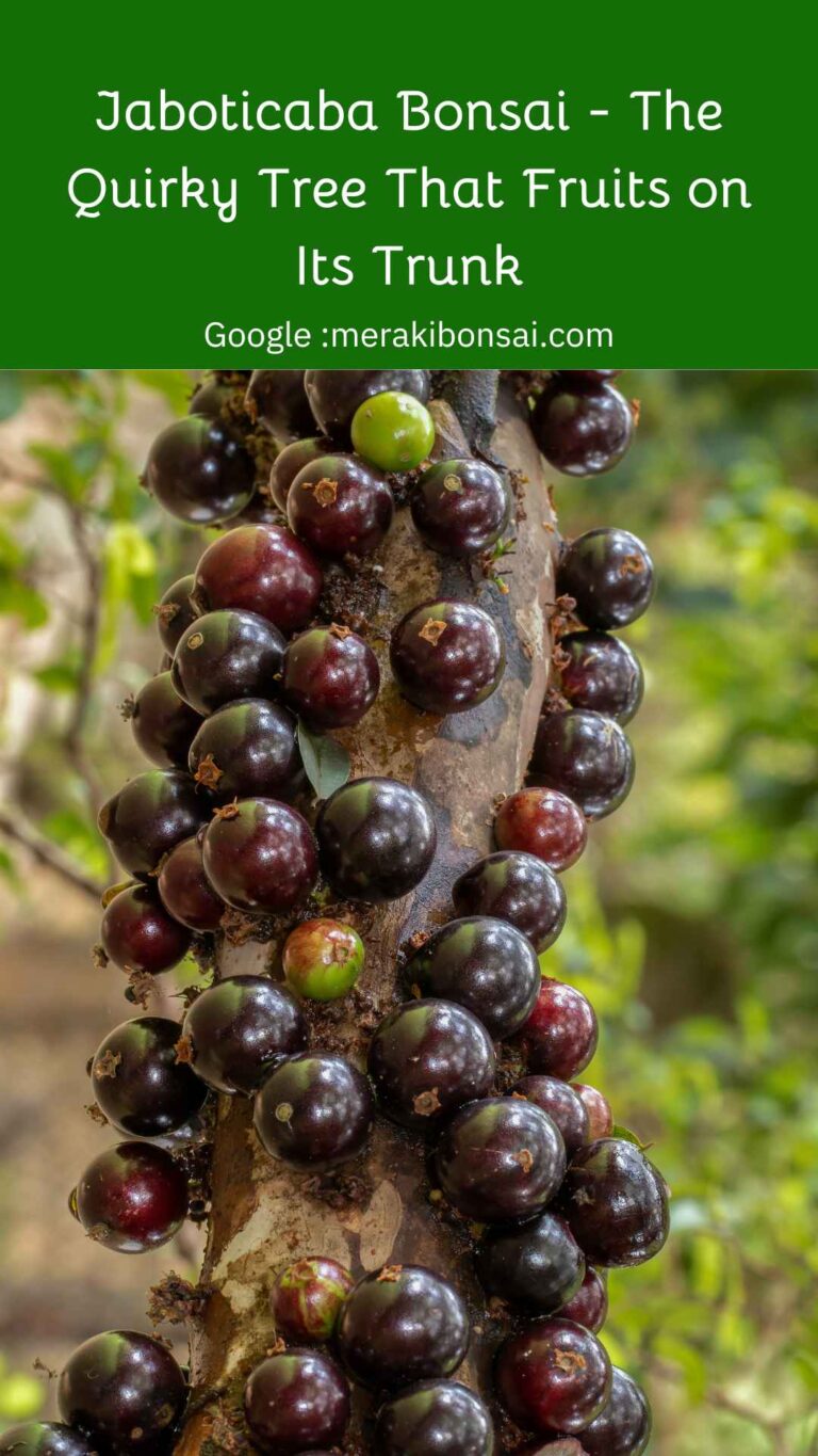 Jaboticaba Bonsai - The Quirky Tree That Fruits on Its Trunk