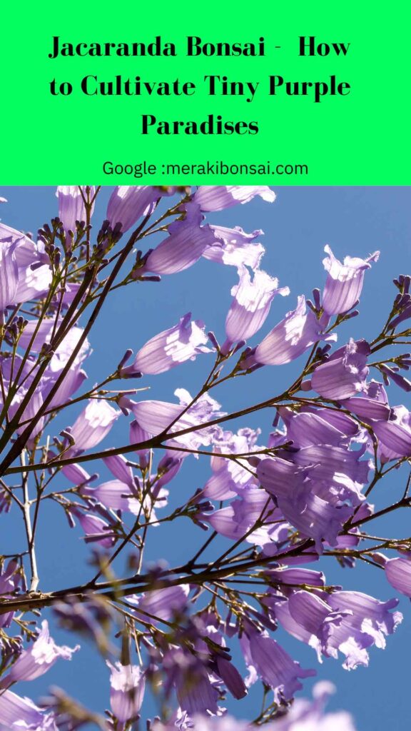 Jacaranda Bonsai - How to Cultivate Tiny Purple Paradises