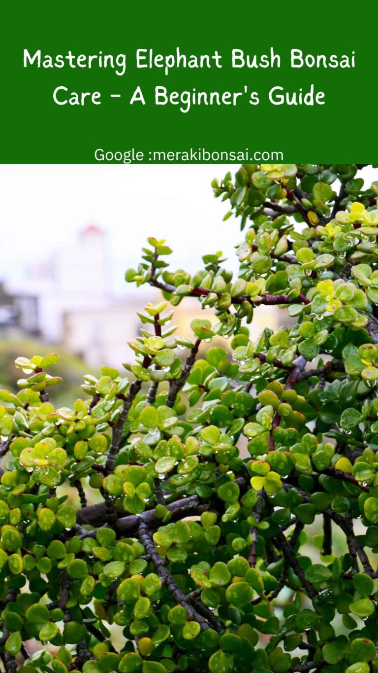 Mastering Elephant Bush Bonsai Care - A Beginner's Guide